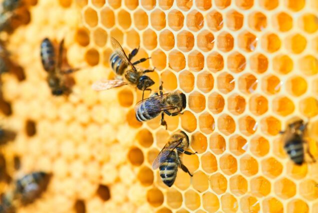 Le nostre amiche Api (Copia)